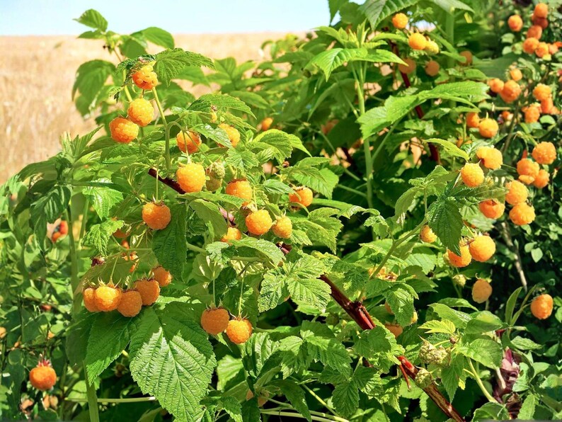 K&ouml;nnte beinhalten: Ein Himbeerstrauch mit zahlreichen reifen, goldgelben Beeren, die an gr&uuml;nen Stielen h&auml;ngen. Die Pflanze hat gezackte, hellgr&uuml;ne Bl&auml;tter und rotbraune, holzige Ruten, wobei viele Fruchtcluster im gesamten Blattwerk zu sehen sind.