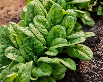 Puede incluir: Primer plano de hojas de espinacas frescas y verdes vibrantes que crecen en tierra oscura. Las hojas son anchas y texturizadas, mostrando la belleza natural de esta verdura de hoja verde. La imagen resalta la naturaleza saludable y orgánica de las espinacas.