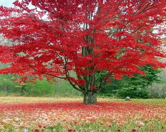 Puede incluir: Un vibrante arce rojo en pleno follaje otoñal. El dosel del árbol es de un carmesí brillante, contrastando con el fondo verde. Las hojas rojas caídas cubren el suelo, creando una escena paisajística colorida.