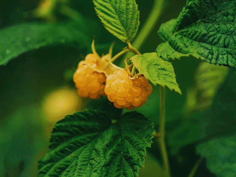 K&ouml;nnte beinhalten: Zwei reife goldgelbe Himbeeren an einem gr&uuml;nen Stiel mit strukturierten Bl&auml;ttern. Die Fr&uuml;chte zeigen die f&uuml;r Himbeeren typische segmentierte, noppige Oberfl&auml;che vor einem unscharfen Hintergrund aus gr&uuml;nem Blattwerk.
