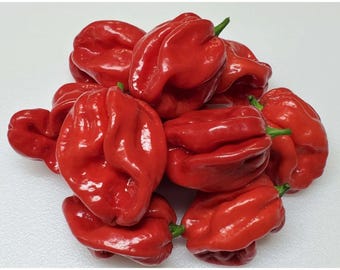 Red Scotch Bonnet Pepper Seeds – Heirloom Caribbean Chili, Extra Hot (25 Seeds)