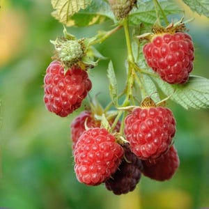 Puede incluir: Un racimo de frambuesas rojas maduras y vibrantes que cuelgan de un tallo verde con hojas dentadas. Las bayas presentan una superficie texturizada y rugosa, mostr&aacute;ndose en varias etapas de madurez, con algunas de color rojo intenso y otras m&aacute;s oscuras.