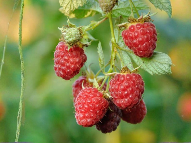 Puede incluir: Un racimo de frambuesas rojas maduras y vibrantes que cuelgan de un tallo verde con hojas dentadas. Las bayas presentan una superficie texturizada y rugosa, mostr&aacute;ndose en varias etapas de madurez, con algunas de color rojo intenso y otras m&aacute;s oscuras.