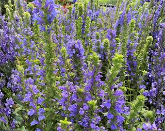 Pode incluir: Uma visão de perto de um campo de vibrantes flores roxas com caules e folhas verdes. As flores estão em plena floração, criando uma exibição densa e colorida. A imagem captura a beleza natural do arranjo floral.