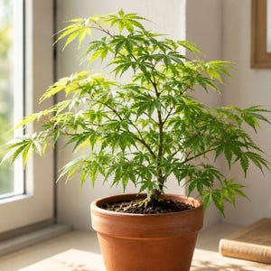 May include: A small Japanese maple tree with vibrant green, palmate leaves planted in a simple, round terracotta-colored pot. The plant features a slender, woody stem and delicate, serrated foliage that spreads outward in a natural, layered canopy.