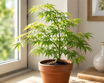May include: A small Japanese maple tree with vibrant green, palmate leaves planted in a simple, round terracotta-coloured pot. The plant features a slender, woody stem and delicate, serrated foliage that spreads outward in a natural, layered canopy.