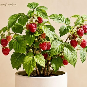 May include: A raspberry plant with vibrant green serrated leaves and numerous ripe, textured red berries growing in a smooth, light-colored cylindrical pot. The text FreshStartGarden is visible in the upper left corner of the image.