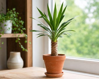 Puede incluir: Una planta de yuca con hojas largas, puntiagudas y de color verde vibrante que crecen desde un tronco leñoso, grueso y texturizado. La planta está en una maceta de barro clásica de color terracota con un plato a juego.