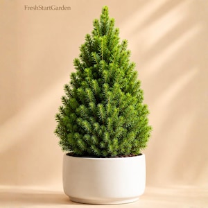 May include: A small, conical evergreen tree with dense, vibrant green needles planted in a smooth, matte white cylindrical ceramic pot. The text FreshStartGarden is visible in the upper left corner of the frame, set against a neutral background.