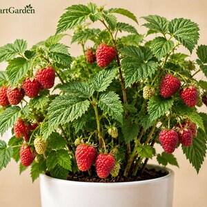 May include: A potted raspberry plant with vibrant green serrated leaves and numerous ripe red raspberries. The plant is housed in a smooth white ceramic pot. The text FreshStartGarden is visible in the upper left corner of the image.