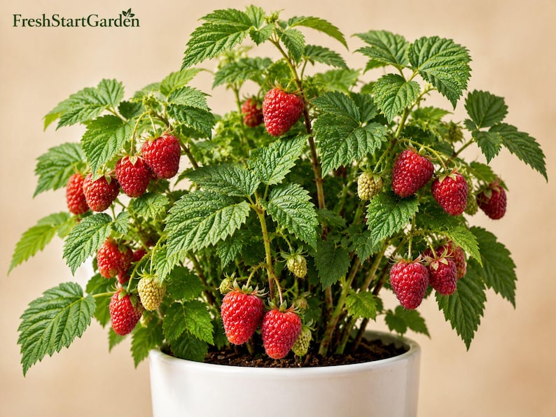 Op de afbeelding: Een frambozenplant in een pot met levendig groene, getande bladeren en talloze rijpe rode frambozen. De plant staat in een gladde witte keramische pot. De tekst FreshStartGarden is zichtbaar in de linkerbovenhoek van de afbeelding.