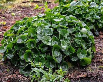 Puede incluir: Primer plano de un grupo de plantas verdes exuberantes con hojas redondas y brillantes. Gotas de agua se aferran al follaje, lo que sugiere una lluvia reciente. Las plantas se encuentran sobre un fondo de mantillo marrón y otra vegetación.