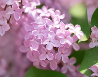 Littleleaf Lilac Seeds – Fragrant Dwarf Shrub, Hardy Perennial (10 Seeds)