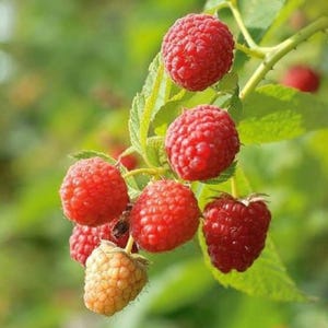 Puede incluir: Un racimo de frambuesas rojas vibrantes que cuelgan de un tallo verde con hojas serradas. Las bayas presentan una superficie texturizada y rugosa caracter&iacute;stica de la fruta. Una frambuesa inmadura de color amarillo p&aacute;lido se sit&uacute;a abajo.