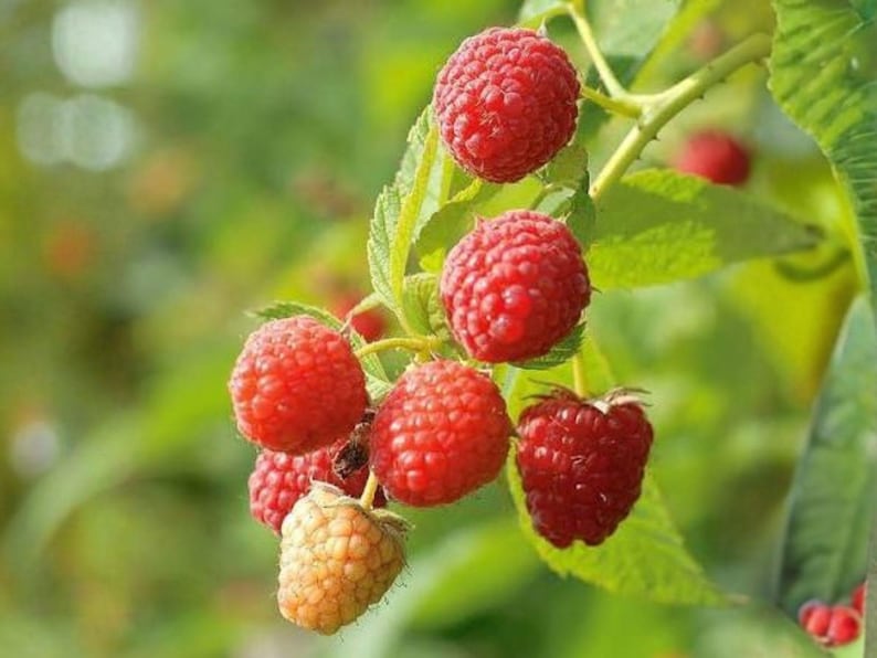Puede incluir: Un racimo de frambuesas rojas vibrantes que cuelgan de un tallo verde con hojas serradas. Las bayas presentan una superficie texturizada y rugosa caracter&iacute;stica de la fruta. Una frambuesa inmadura de color amarillo p&aacute;lido se sit&uacute;a abajo.