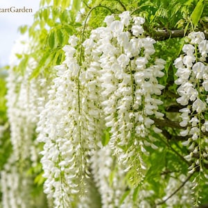 White Wisteria Seeds – Wisteria floribunda 'Alba' Fragrant Climbing Vine for Trellis & Garden