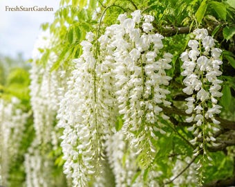 Semillas de glicinia blanca – Wisteria floribunda 'Alba', enredadera fragante para pérgolas y jardines.