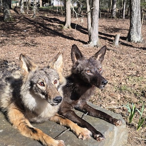 May include: Two coyotes resting on a stone surface in a wooded area. One coyote has a light brown and gray coat, while the other is dark brown. Both have alert expressions and are looking to the right.