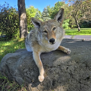 May include: A coyote with thick, mottled brown, gray, and tan fur resting on a large, weathered gray rock. The animal has pointed, upright ears, a slender snout with a black nose, and amber-colored eyes looking directly toward the viewer.