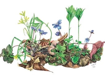 Ilustración botánica - Hepática (Hepatica nobilis)