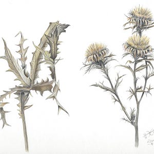 Könnte beinhalten: Eine botanische Illustration mit zwei Distelpflanzen in gedeckten Erdtönen. Die linke Pflanze zeigt gezackte, stachelige Blätter, während die rechte Pflanze drei runde, texturierte Blütenköpfe aufweist. Eine Signatur und das Jahr 2014 sind zu sehen.