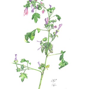 May include: A botanical illustration of a mallow plant featuring green leaves, small purple flowers, and rounded seed pods. The stem extends vertically with branches, and the artwork includes a small signature and the year 2015 at the bottom right.