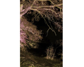 OriginalPrint 'Wood By Night 2'. (A2 size)