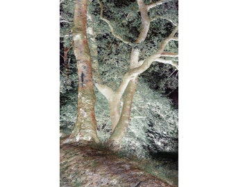 OriginalPrint 'Wood By Night 1'. (A2 size)