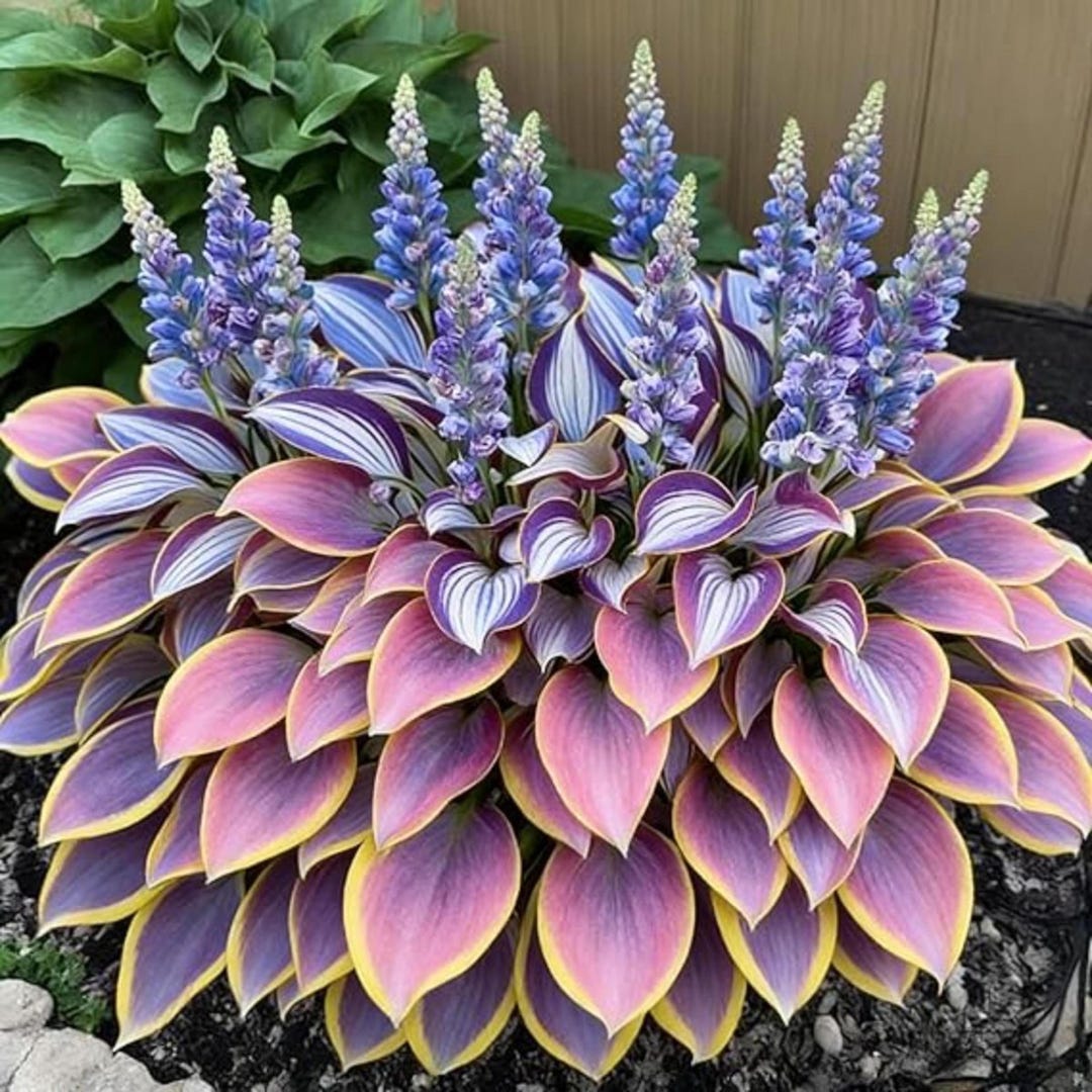 Pretty In Pink Hosta 300+ Pink Hosta Seeds Perennial Shade Garden - Etsy