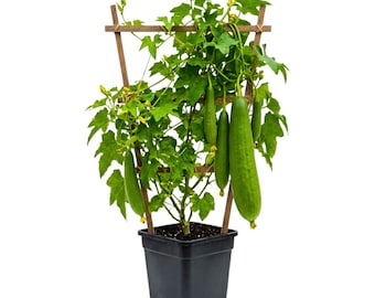 Luffa Plant Live, Loofah Gourd Vine Starter, Fast Growing Climbing Vegetable for Trellis and Outdoor Garden