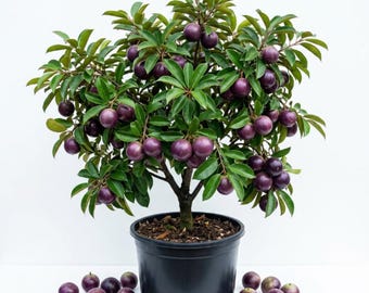 Purple Star Apple Tree, Well Rooted in Half Gallon Pot, 10 - 14 Inc Tall, Sweet Fruit Tree for Indoor Outdoor Garden