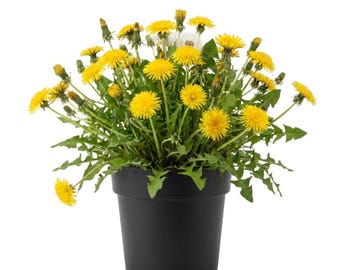 Set 2 Dandelion Plant Live, Yellow Flowers, 4 - 6 Inc Tall, Indoor Outdoor Growing