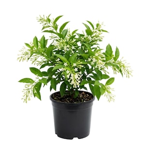 May include: A potted plant with vibrant green leaves and clusters of small, white flowers. The plant is in a black plastic pot, set against a white background. The plant's leaves are a rich green, and the flowers are delicate and star-shaped.