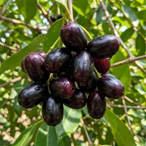 May include: A cluster of ripe, dark purple java plums, also known as jambul, hanging from a branch with green leaves. The plums have a glossy sheen and water droplets, suggesting freshness. The background is blurred, highlighting the fruit.