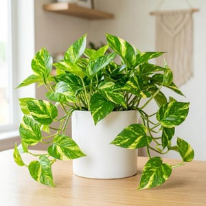 May include: A lush pothos plant with variegated heart-shaped leaves in shades of deep green and bright yellow, potted in a simple, smooth, cylindrical white ceramic planter. The trailing vines extend outward from the center of the white pot.
