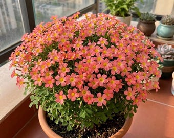 Yellow Pink Oxalis Bulbs, Set 3, Early Blooming Oxalis Bulbs for Indoor Outdoor Growing