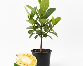 Live Jackfruit Tree, Sweet Tropical Fruit, Indoor Outdoor Growing, 6 to 8 Inc Tall