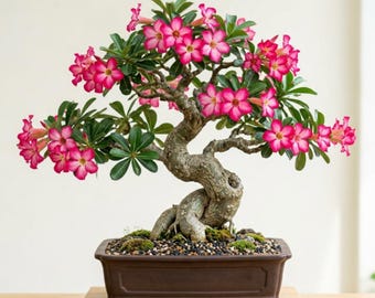 Pink Desert Rose Plant Live, 4 Inc Pot, Adenium Obesum Plant for Indoor Outdoor Growing