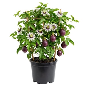 amaranth plant photos Red Leaf Amaranth main image 1