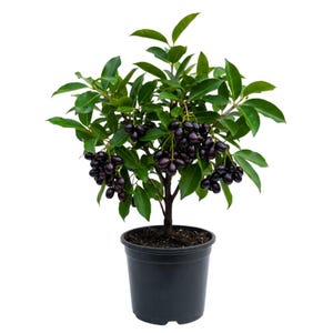 Black Jambu Live Plant, 6 - 8 Inc Tall, 4 Inc Pot, Tropical Fruit Tree for Patio and Out Garden
