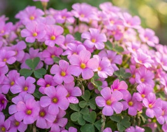 Pack of 3 Sky Blue Oxalis Bulbs, Early Blooming Flowers, Indoor Outdoor Growing
