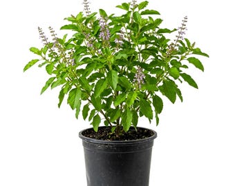 Holy Basil Plant Live, 4 - 8 Inc Tall, Fragrant Herbs for Container, Indoor Outdoor Garden