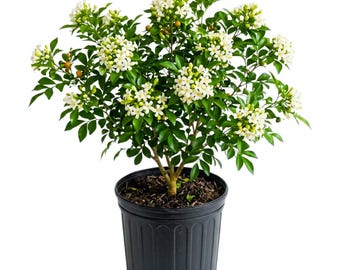 Orange Jasmine Plant Live, 1 - 1.5 Feet Tall, Fragrant Jasmine Plant for Indoor Outdoor Planting