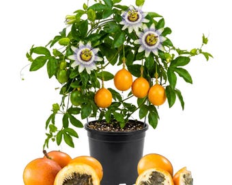 Sweet Granadilla Plant Live, 4–8 Inches Tall, 4 Inch Pot, Fast Fruiting Passion Vine for Trellis and Garden