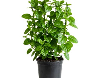 Malabar Spinach, 4 - 8 Inc Tall, 4 Inc Pot, Climbing Vine Plant for Containers and Outdoor Garden