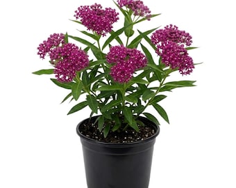 Purple Milkweed Plant, 12 - 18 Inches Tall, Vibrant Flowers for Containers and Garden