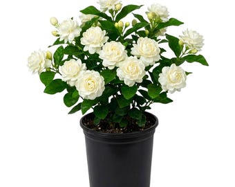 Duke Jasmine Plant Live, Well Rooted in Half Gallon Pot, 8 - 12 Inc Tall, Fragrant Jasmine Plant for Indoor Outdoor Planting
