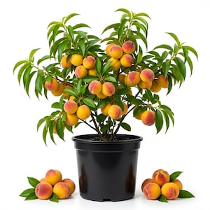 May include: A small peach tree in a black pot, laden with ripe peaches. The peaches are a mix of yellow and red, with green leaves. Several peaches with leaves are arranged at the base of the pot. The tree is set against a white background.