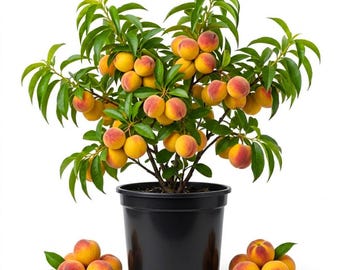 Peach Tree Live Plant in Half Gallon Pot, 6 - 10 Inc Tall, Sweet Fruit Tree for Indoor Outdoor Garden