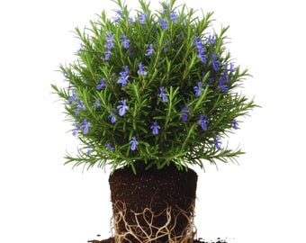 Live Rosemary Plant, Fragrant Herb, 4-Inch Pot